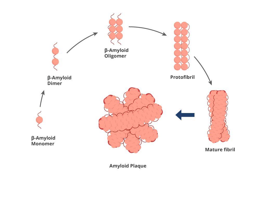 Beta Amyloid Pathway