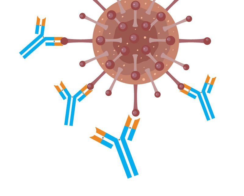 Antibodies are Y-shaped prtoteins