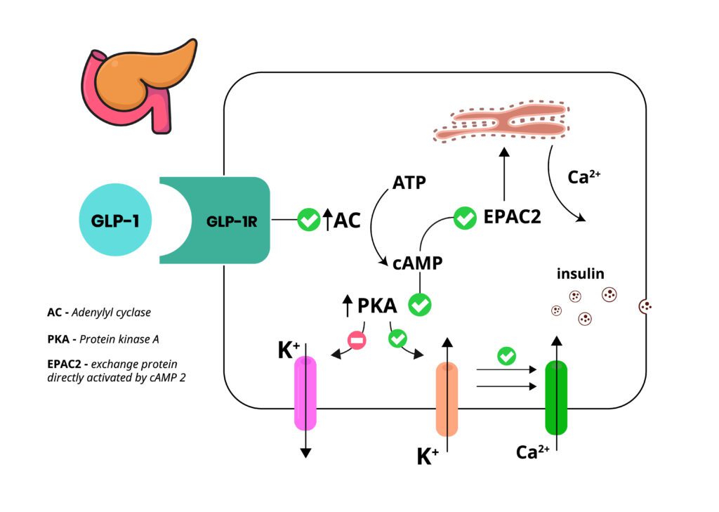 GLP-1 mechanism of action