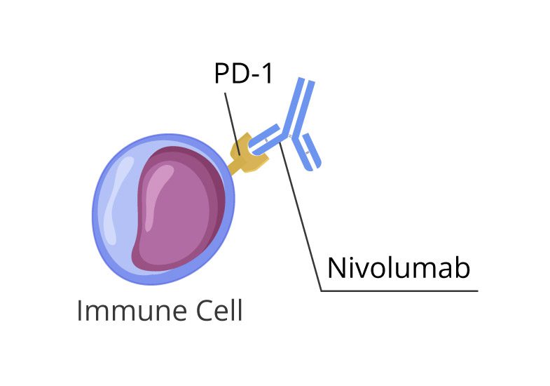 Nivolumab mechanism of action