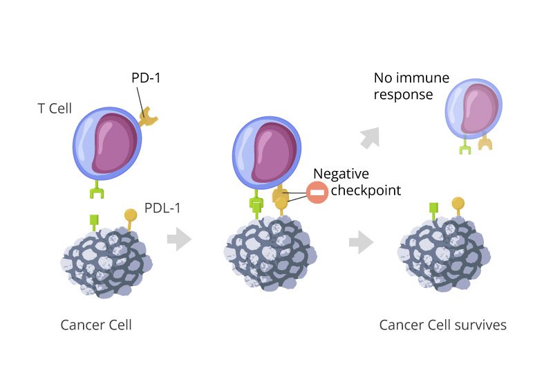 PD-1 and PD-L1 interaction