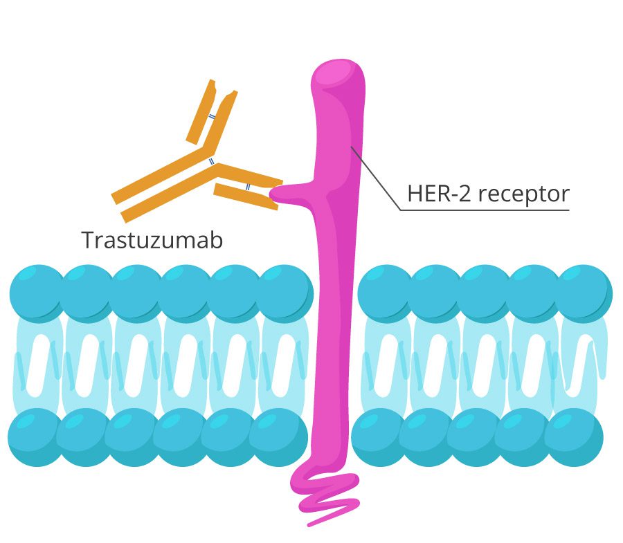 Trastuzumab binds HER-2 receptor
