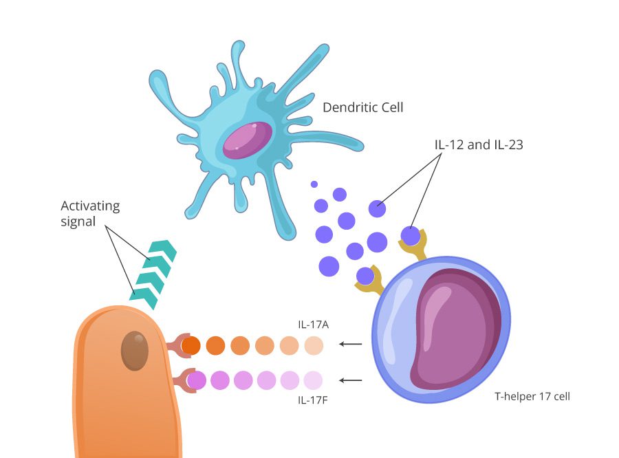 Bimzelx Mechanism of Action. New mAb to Clear IL-17